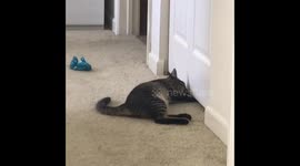 Cat Wrestles with Closet Door