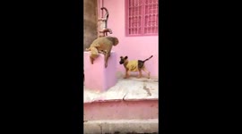 WATCH - NAUGHTY MONKEY MISCHIEVOUSLY  PLAYFUL FIGHT WITH DOG IN AGAR MALWA IN MADHYA PRADESH