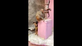 Mischievous monkey and dog enjoy playing together