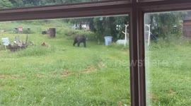 Black Bear ENCOUNTER!!!