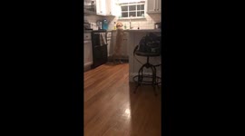 Golden Retriever does dishes