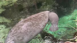 It’s a boy! Manatee gives birth to a healthy-looking calf in Netherlands zoo