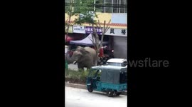 Wild elephant wanders around Chinese town, damaging houses and vehicles