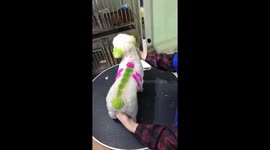 The dog has a special plumage that a dragonfly on its back