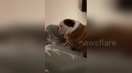 Newsflare Edit - I do not need to lay down to sleep, I do not need to lay down to sleep. Grandad makes sleeping sat up look so easy! https://t.co/RvMV85SVHl