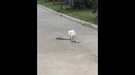 Brave Cat Stares Out King Cobra