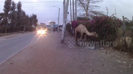 A camel eating trash