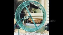 Wild mouse can't quite get around how to use a running wheel