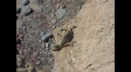 Sea Lion, sun bathing on the rocks and switching positions