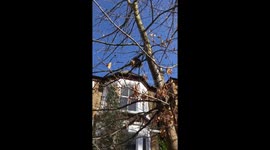 My gift to the world today: a squirrel in a tree, eating a waffle, screaming with ecstasy https://t.co/1QK7zH0Vv6