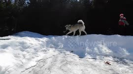 Alaska Malamute Sojou TugToy freed from Ice