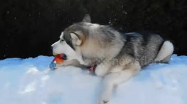 Alaskan Malamute Sojou's Breath and Weather Patterns