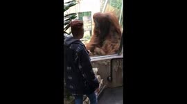 Orangutan night Hannover