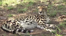 Heathcliff the gorgeous King Cheetah
