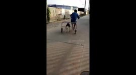 Husky Runs On Special Bike Trainer
