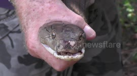 Twelve deadly snakes caught living inside family's home to escape the heat