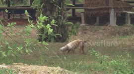 Thai villagers helped stray dog who endured three days with plastic bottle stuck on head