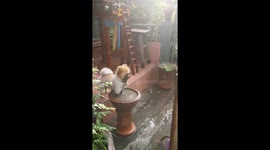 Pomeranian pup insists on dunking face and paws into muddy pool