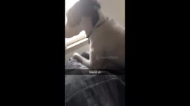 Dogs reaction to school days