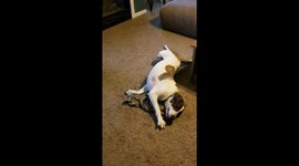 Deployed soldier sends his rescue dogs his old t-shirt so they remember him