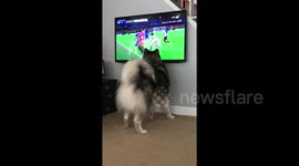 Dog tries to catch the football during a game of soccer on the TV