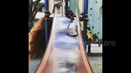 Otterly-adorable! Cuddly critter tries the slide for the first time