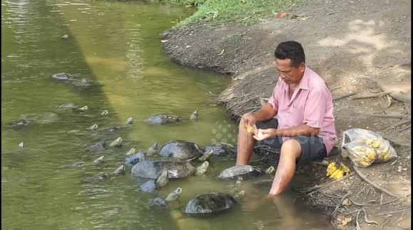 Turtle Man of Bang Pa-In Palace
