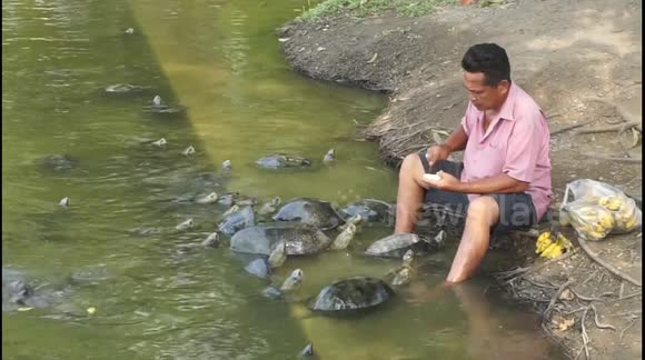 'Turtle man' spotted feeding dozens of reptiles at Thai palace