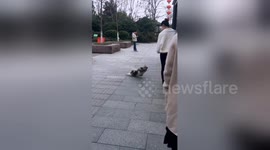 Stray dog pretends to be disabled to beg food from people