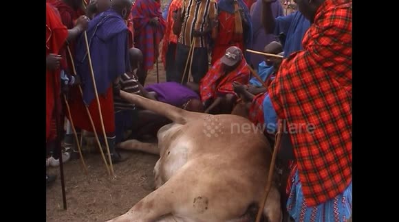 Maasai men drink fresh blood from cow to mark 'ascension' to elderhood
