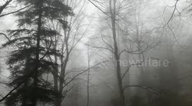 Il cinquettio degli uccelli nel bosco