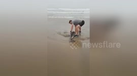 Newsflare Edit - Saving a baby dolphin - Boggomsbaai