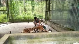 officers take care of tigers caught in hunters