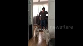 Segway disaster with a granny