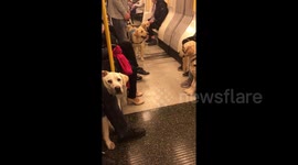 London Underground carriage filled with guide dogs on training day out
