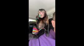Pet monkey knows the importance of flossing