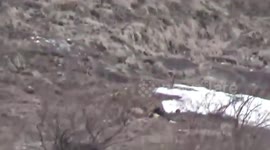 Leopard kills dog, drags it away from locals in northern India