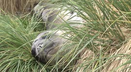 A weaner Elephant Seal peeping through grass then moving away to hide