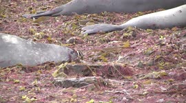 Young elephant seal wallows in filthy seaweed slackpool
