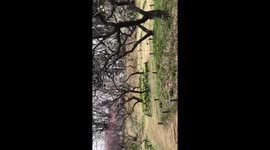 Plum trees at shinrinkoen