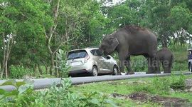 Elephant steals tourist's handbag from car,eats jewelley and cash