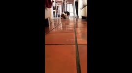 Baby basset hunt hears his name and runs to me