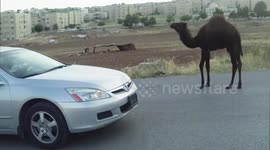 Camel's Walking Like Soldiers