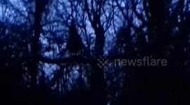 Pheasant Bird on Tree Branch