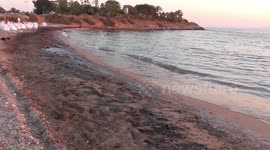 Tragic Oil Spill Greece Summer 2017 Ecological Disaster (Uncut) Day 3