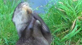 Juggling Otter