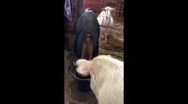 US Pig steals milk from rescued calf