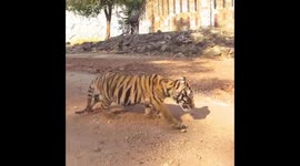 Grumpy tiger cub screams for attention at temple in Thailand