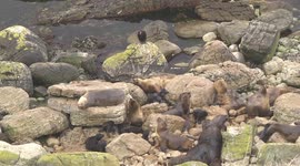 A Sea Lion mother and her newborn pup – with waiting vultures