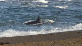 Young Orcas Attempts to Catch Seagull By Using Waves As Cover!